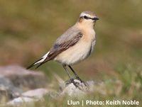 Image of a Wheatear bird, taken by Keith Noble