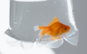 Goldfish given as prizes at fairs Goldfish given as prizes at fairs
