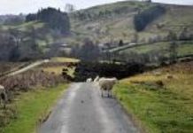 Animal health prosecution success – Powys County Council Animal health prosecution success – Powys County Council